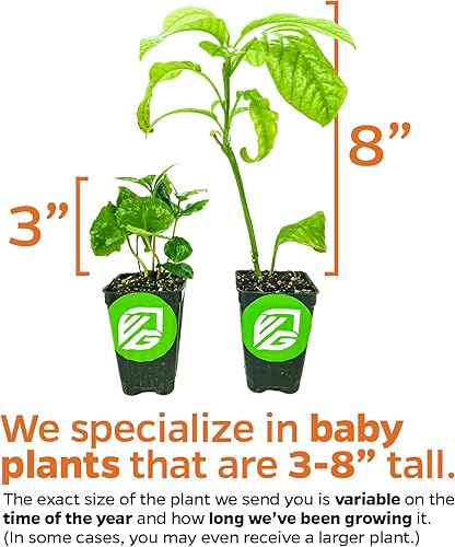 Miniatura 5 de Vincent Female Kiwi Live Vine Plant - Actinidia chinensis by Wellspring Gardens - Cultiva tus propias vides de kiwi en una cerca, recipiente o