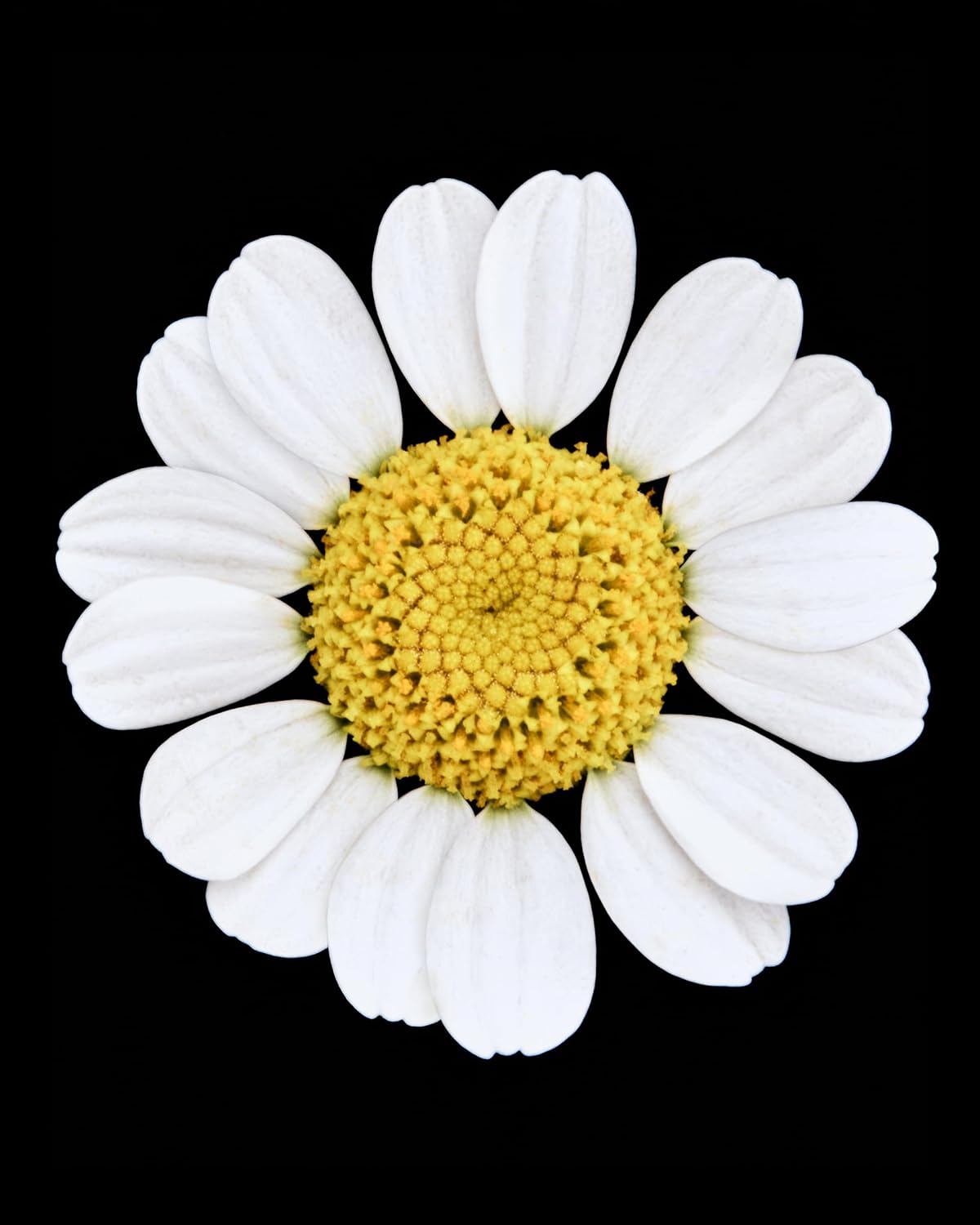 Humanrace Ultra-Hydrating 7D Hyaluronic Acid Gel Facial Set - Image 6