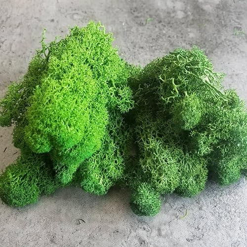 Miniatura 7 de Musgo de Reno Preservado Verde Natural Kit de Bricolaje Arte de Jardinería Decoración de Pared Decoración de Floristería Decoración de Mesa