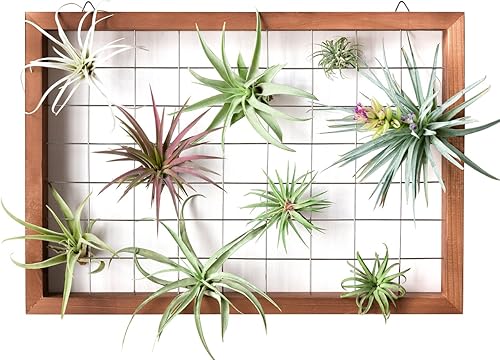 Miniatura 3 de Mkono Tillandsia - Marco de plantas de aire colgante para plantas de aire, estante de madera, decoración de pared para plantas de casa, suculentas