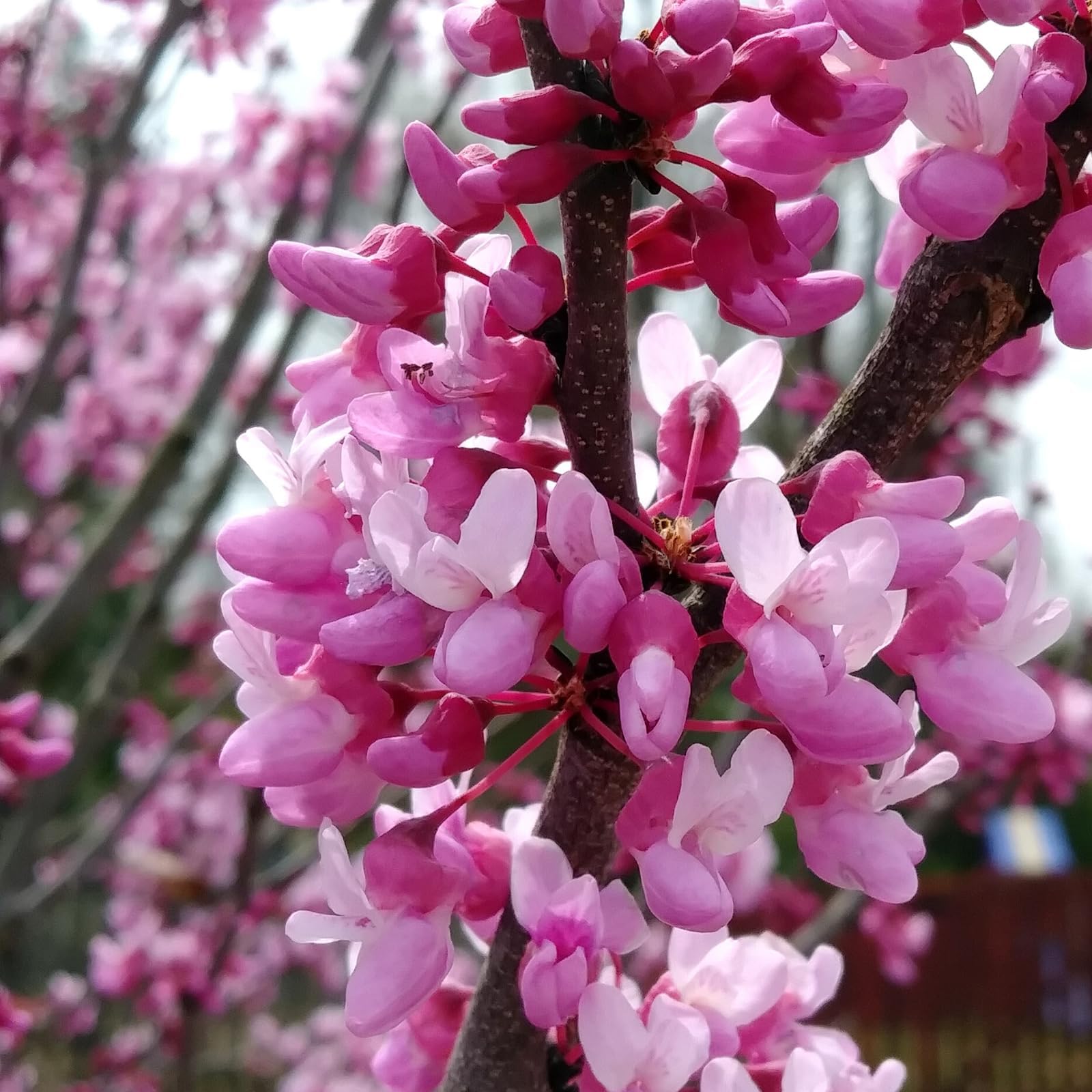 1 Eastern Redbud Tree, Live Plant 8 to 15 Inches Tall in Quart Pot, Red Bud Tree, Flowering Tree, Eastern Redbud Tree Seedlings for Planting, Redbud Live Plant Outdoor, No Ship to CA, Pink