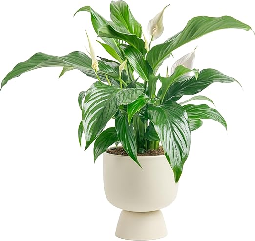 Costa Farms Peace Lily Live Plant in Decorative Pot, Air Purifying Flowering Indoor Houseplant, Perfect for Home, Room, or Office Decor, Great House Warming or Birthday Gift, 14-24 Inches Tall