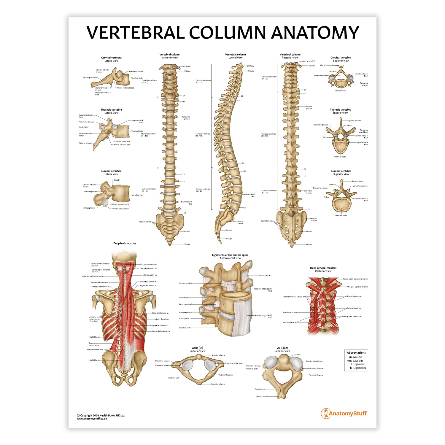 AnatomyStuff Vertebral Column Anatomy Poster/Chart 45x60cm, 18 x 24 inches, Spine Anatomy Poster, Chiropactic Learning Tool
