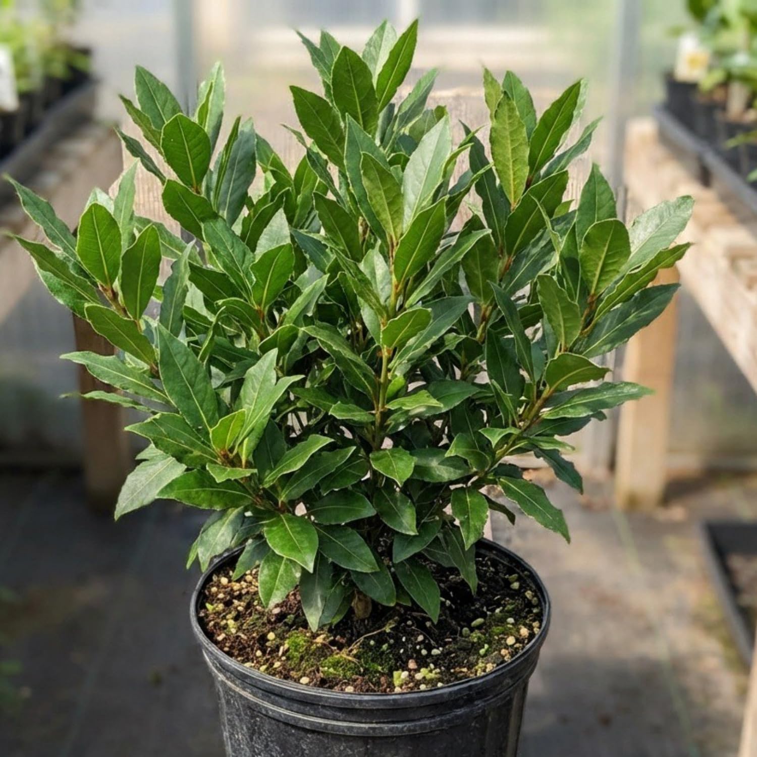 Bay Leaf Tree for Growing Laurus Nobilis Bay Leaf Trees Indoors and Outdoors from 5-9 Inc in Tall