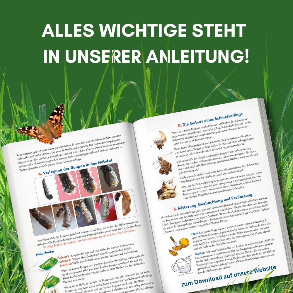 Insect Lore Gutschein Set: Schmetterlingszucht für Kinder & Erwachsene – Schmetterlingsgarten ohne lebende Raupen - Heimische Arten | Raupen züchten - Schmetterlingshabitat für zu Hause ab 3 Jahren