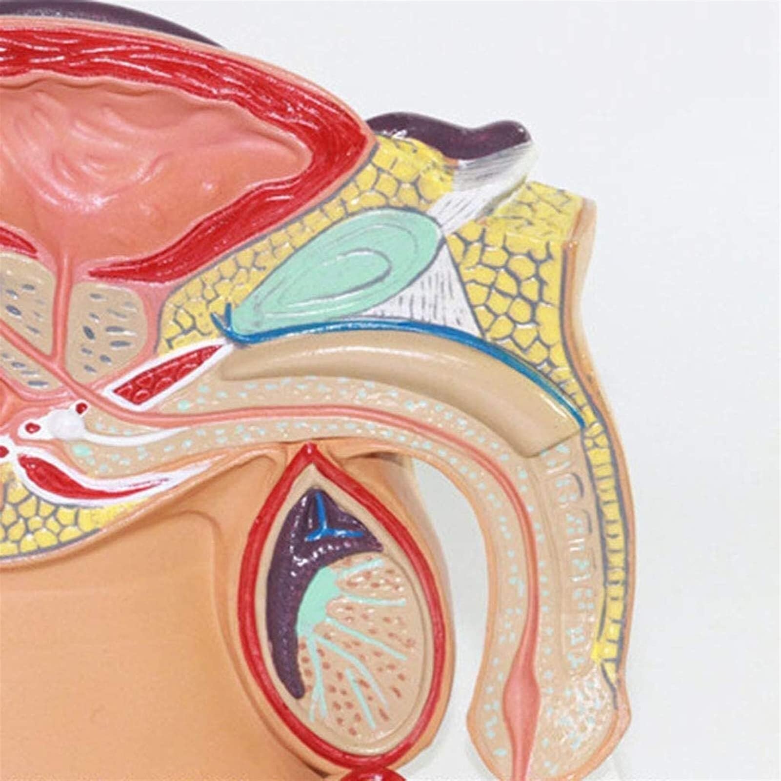 Anatomie de la prostate masculine, modèle d'enseignement scientifique populaire, médical, matériel pédagogique