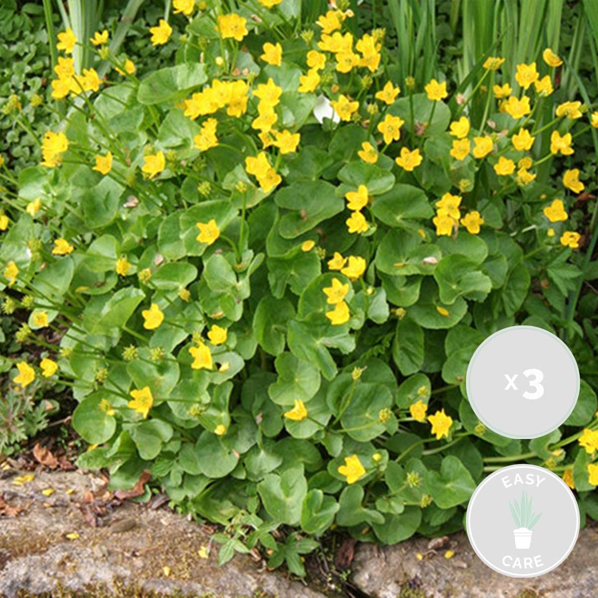 Bloomique - Set de 3 - Caltha palustris - Calta palustre - Plantas de estanque - Resistente al frío - Altura 15-25 cm - Maceta 9 cm