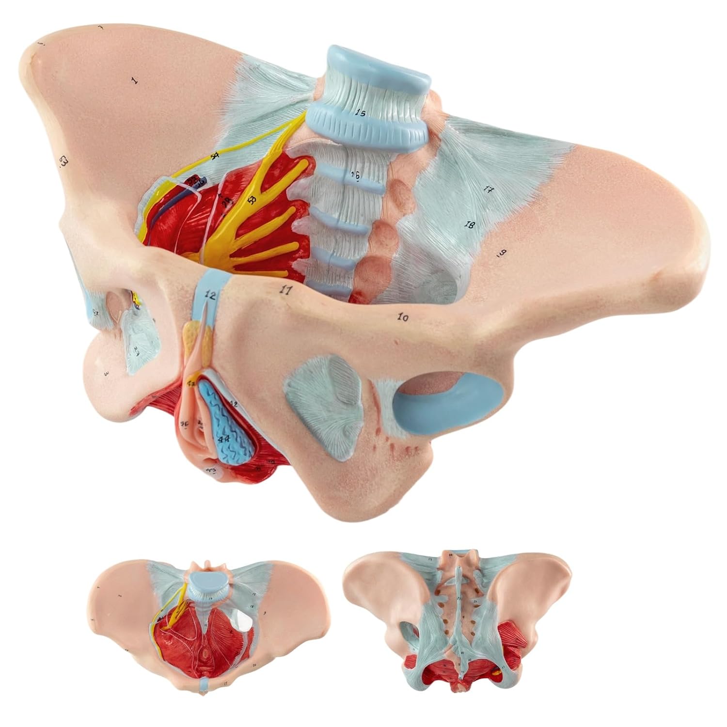 Life-Size Female Pelvis & Pelvic Floor Muscles Model - Integral Anatomical Structure with Perineum, Ideal for Medical Education, Midwifery Training & Anatomy Study