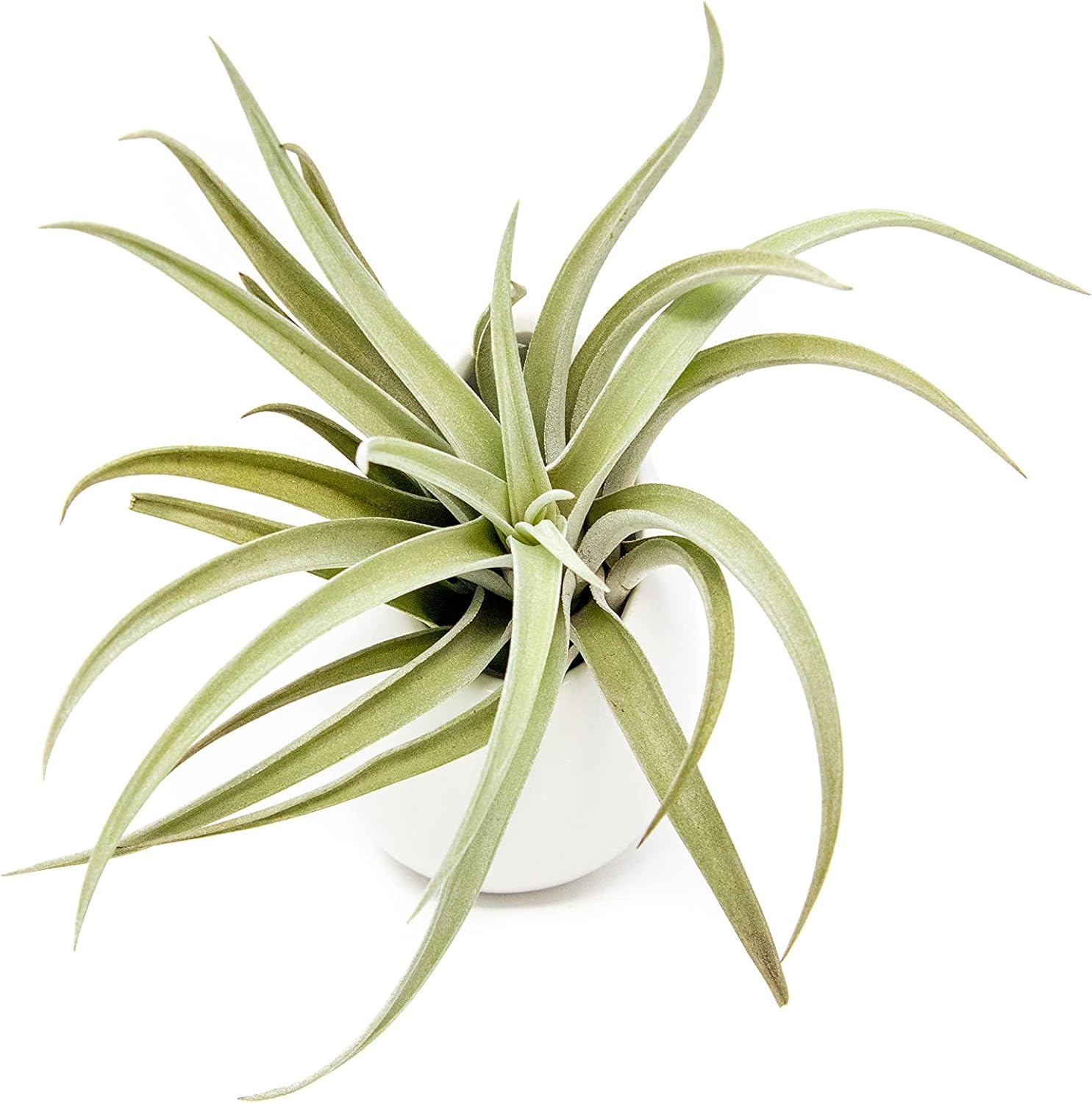White Ceramic Wall Planter with Assorted Air Plant - Live Tillandsia in Holder Succulents Vase - Home and Garden Decor - Easy Care (1 Large Planter with 1 Air Plant)