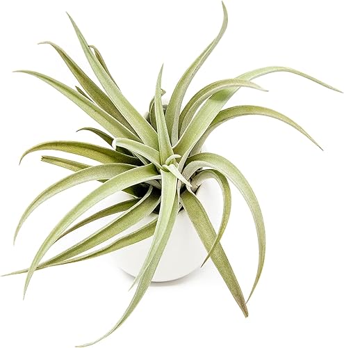 Miniatura 1 de Maceta de pared de cerámica blanca con planta de aire surtida, Tillandsia viva en soporte para plantas, jarrón para plantas suculentas, decoración