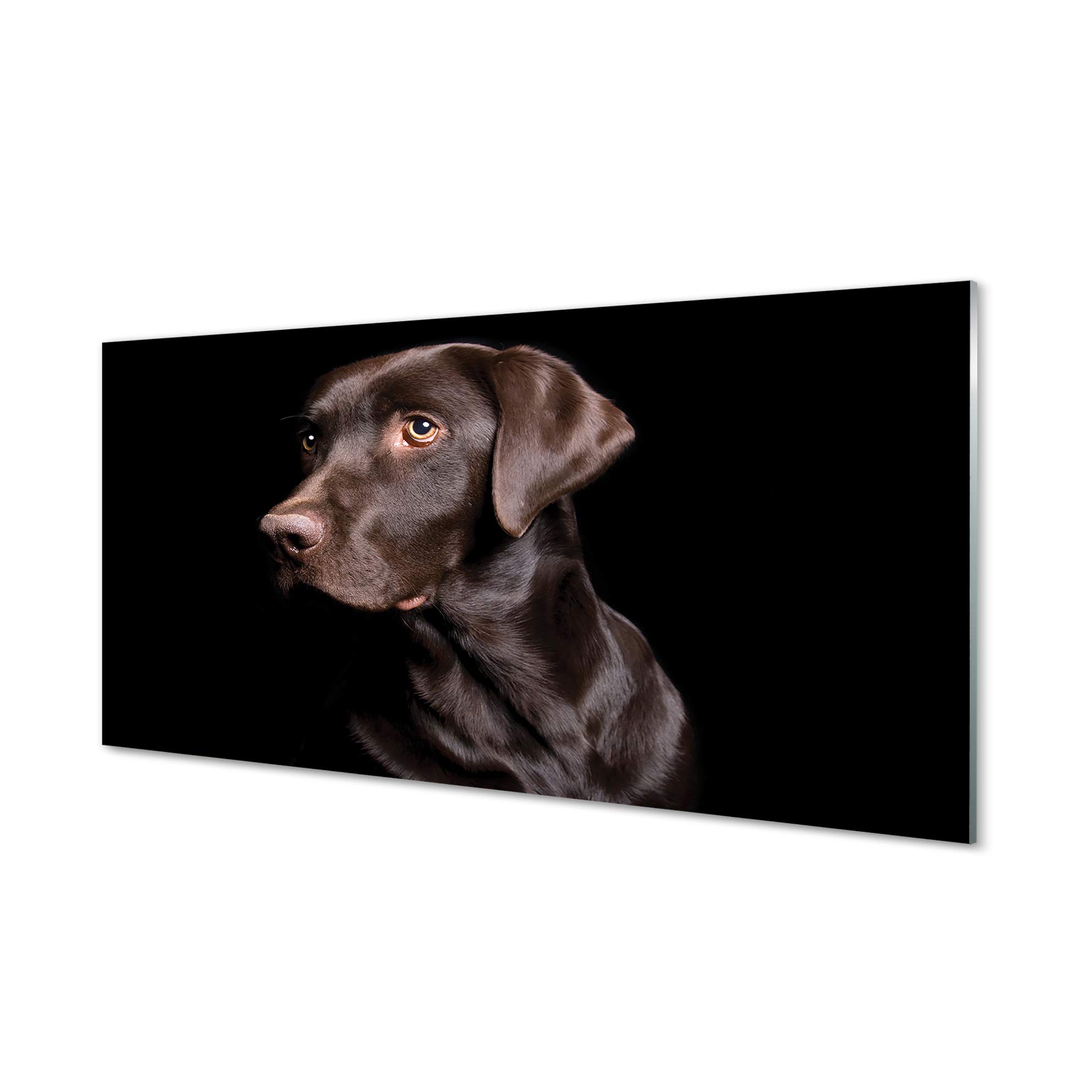 Impression sur verre Tulup 100x50 cm de chien marron pour décoration murale