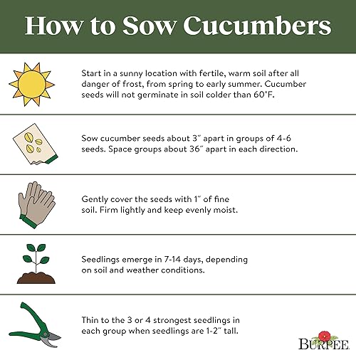 Miniatura 5 de Burpee Semillas de pepino Spacemaster 150 semillas