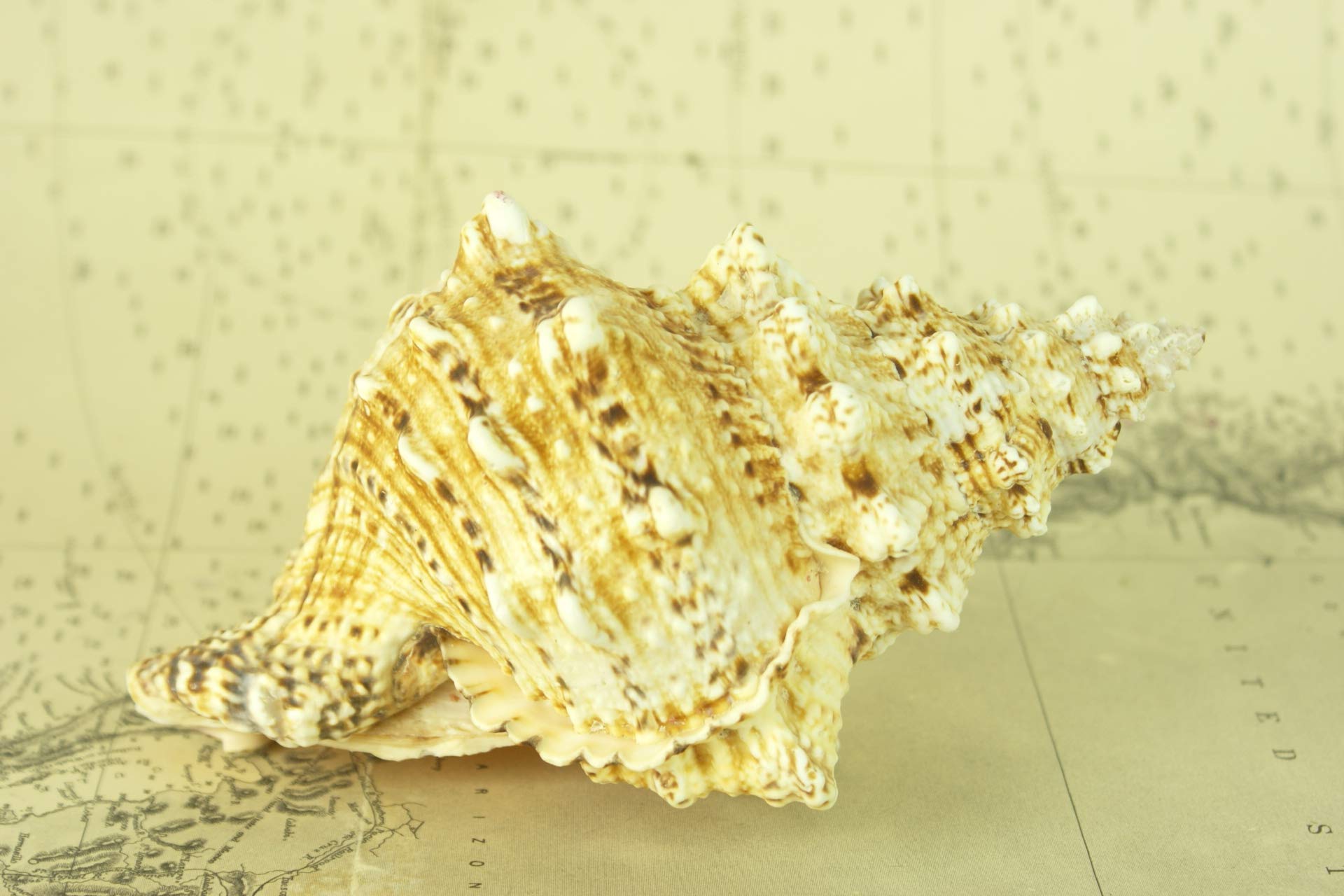 Caracola náutica Natural Bursa Bobu