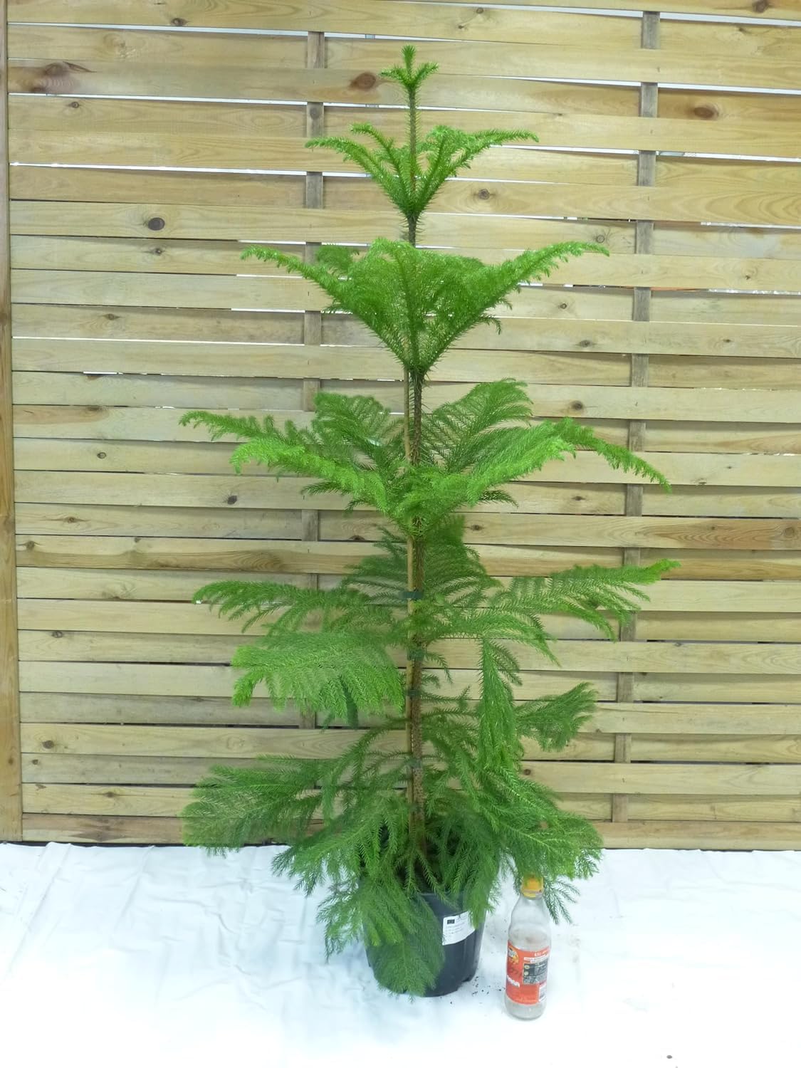 [Palmenlager] XL Araucaria heterophylla 140 cm - Norfolktanne - Zimmertanne // Zimmerpflanze