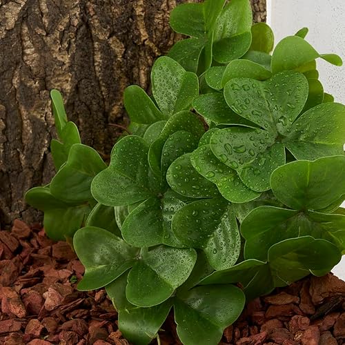 Miniatura 5 de WOLEDOE Plantas de reptiles para terrario, decoración de hábitat de anfibios, plantas colgantes artificiales con ventosa, trébol falso