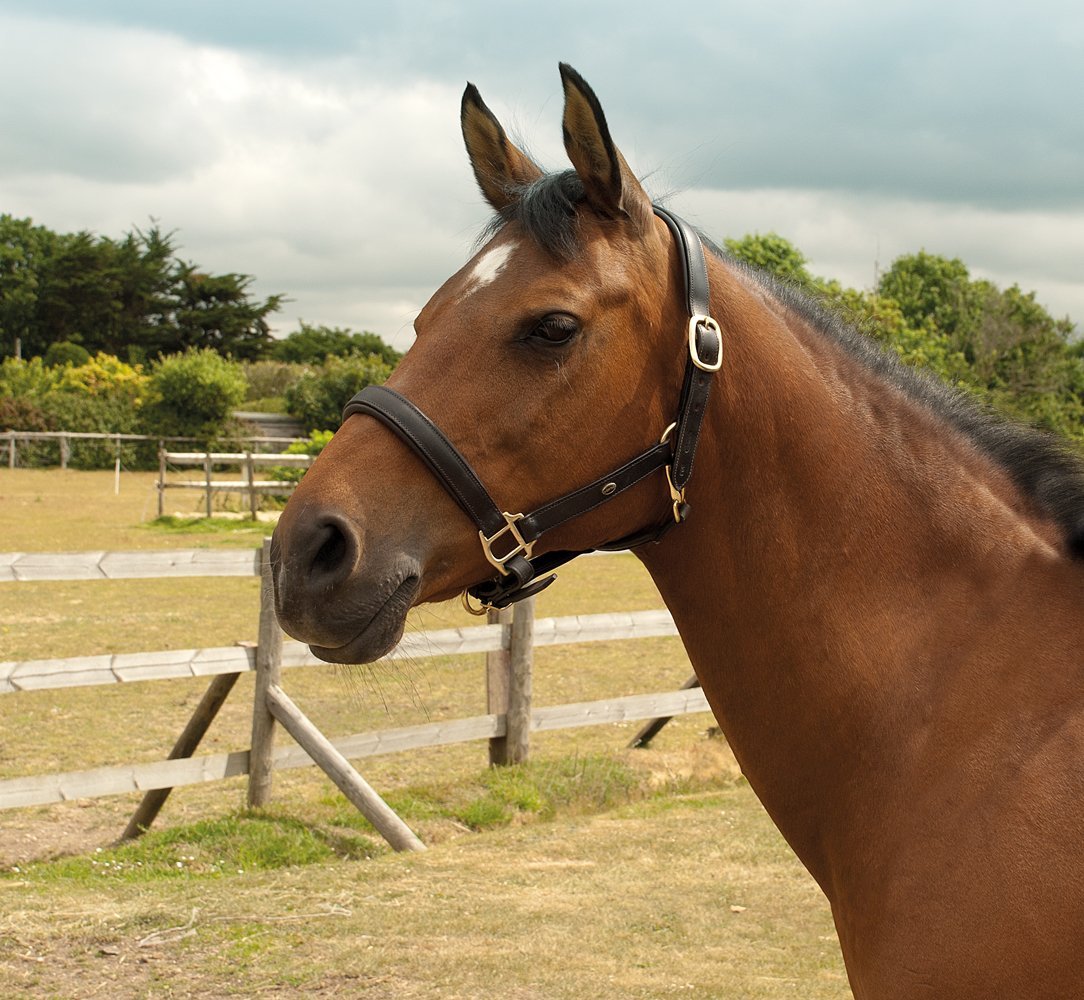 NEW Heritage Quality English Leather Padded Headcollar for Horse or Pony (Full, Havana)