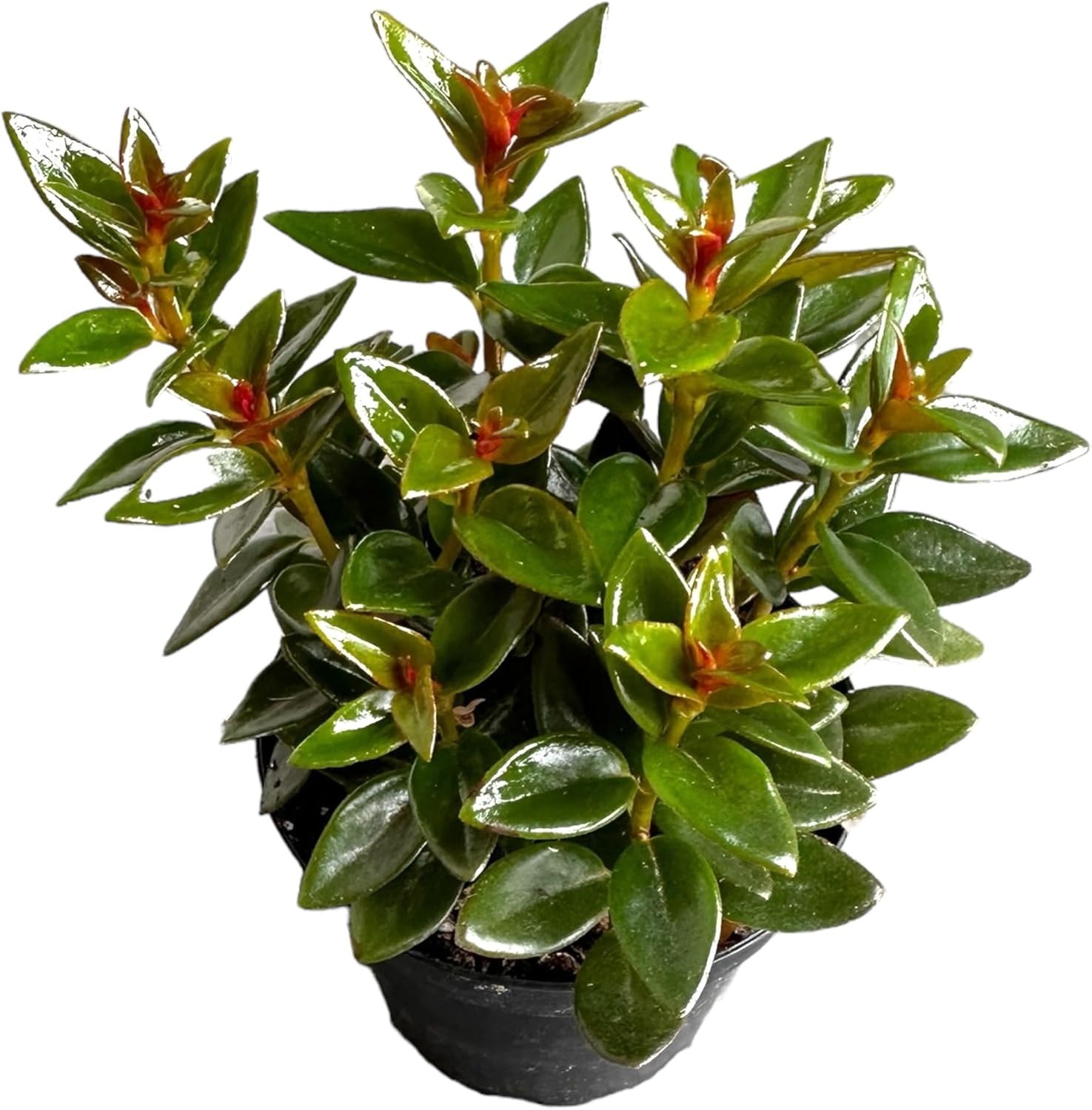 Black Goldfish Plant, adoarable Live Indoor Plant, 4 inch Pot - Hopewind Plants Shop
