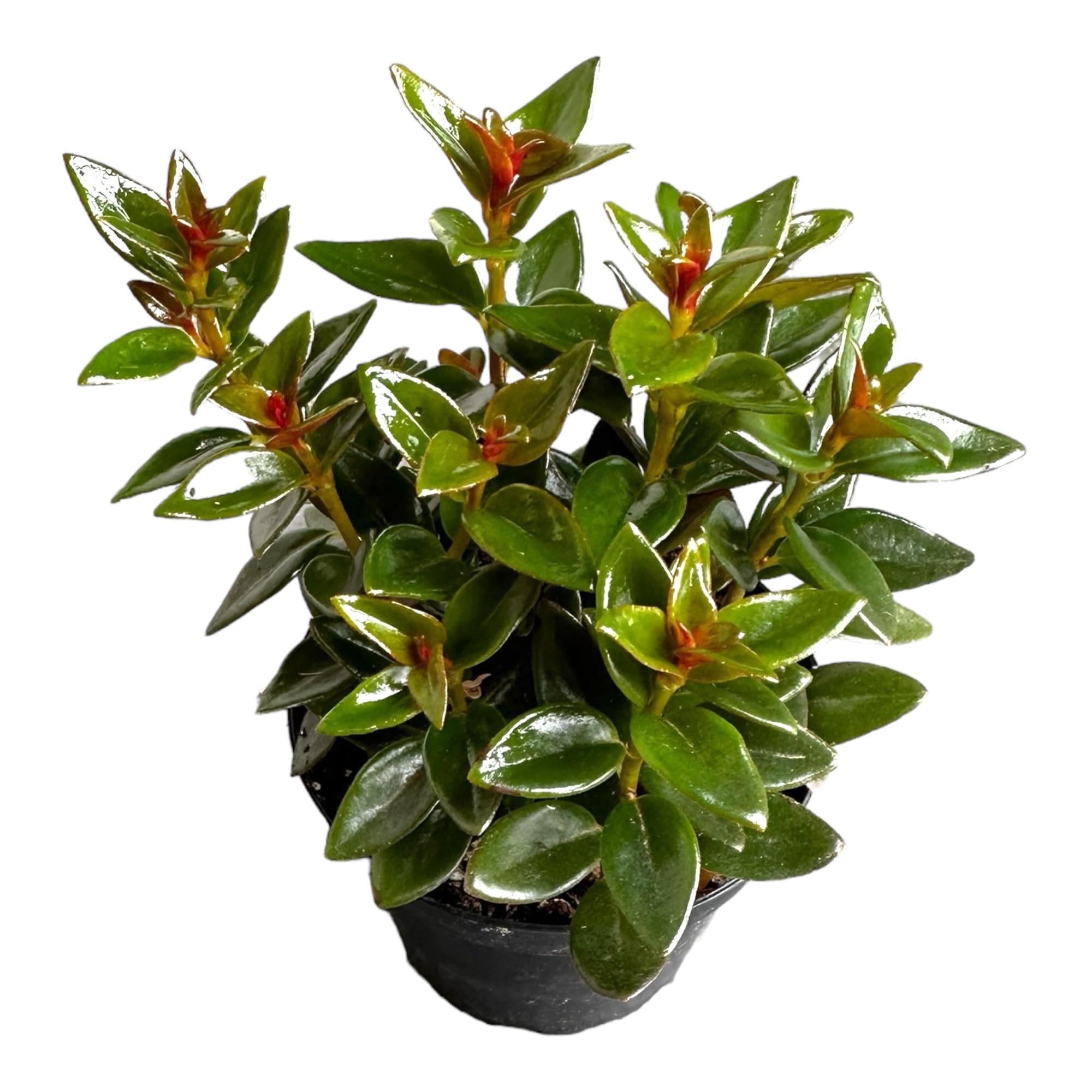 Black Goldfish Plant Hopewind