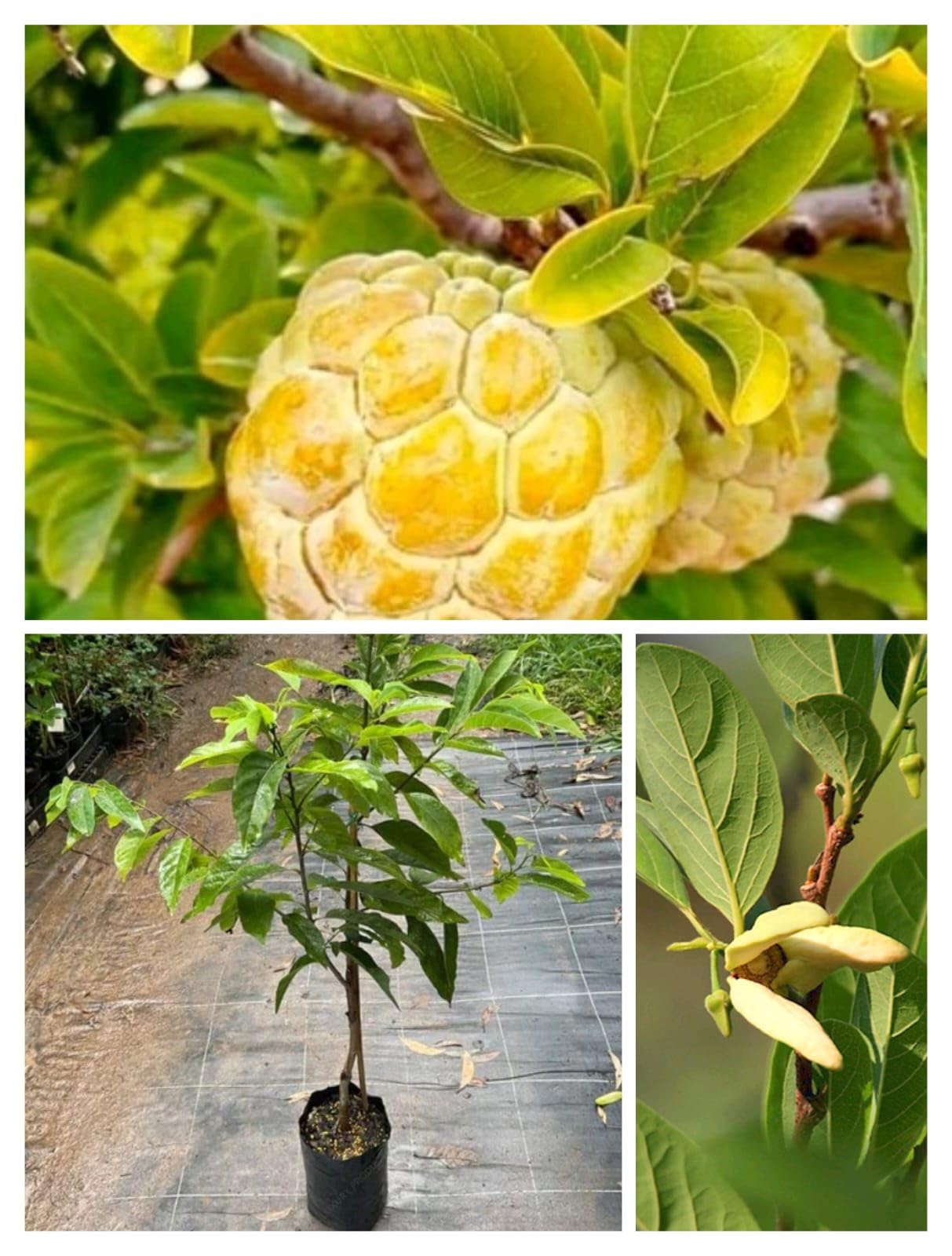 Hybrid Custard Apple Super Green Thai Sugar Apple Sitafal Ata Fruit Live Plants Tree (1-1.5 Ft Size)-image-46