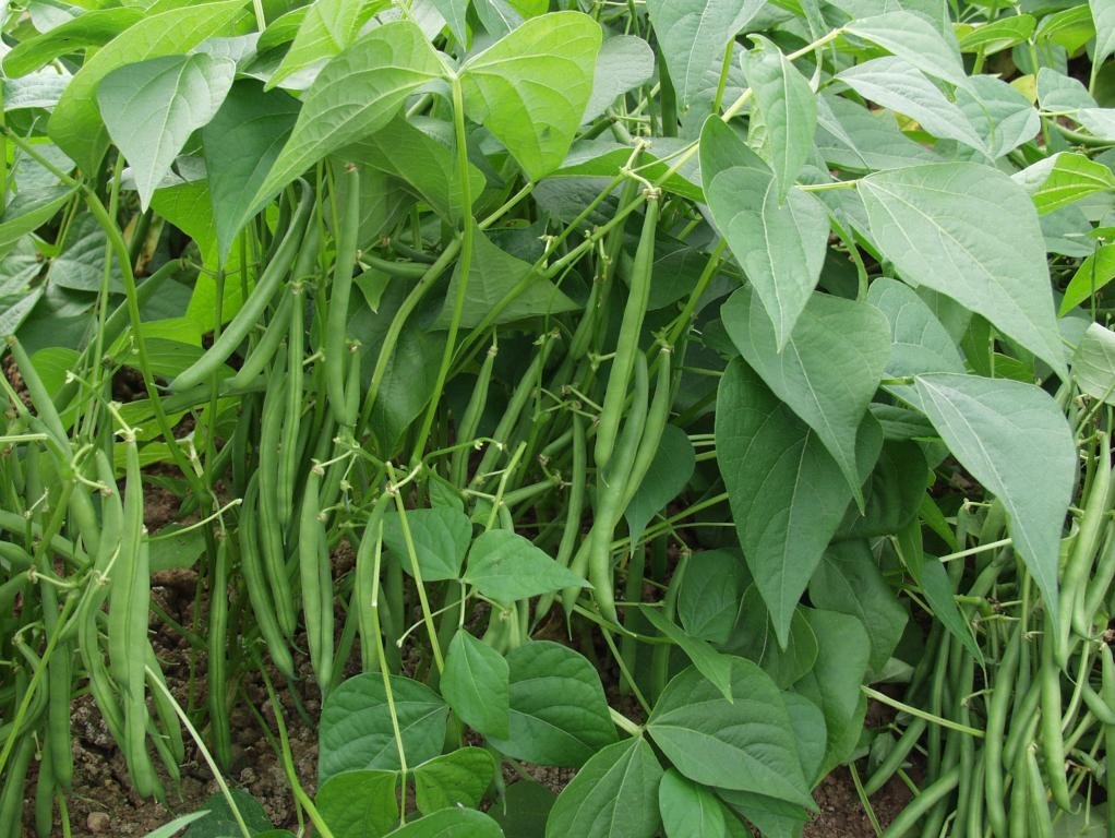Viridis Hortus - Dwarf French Bean The Prince 150 (69g's Approx.) Vegetable Seeds