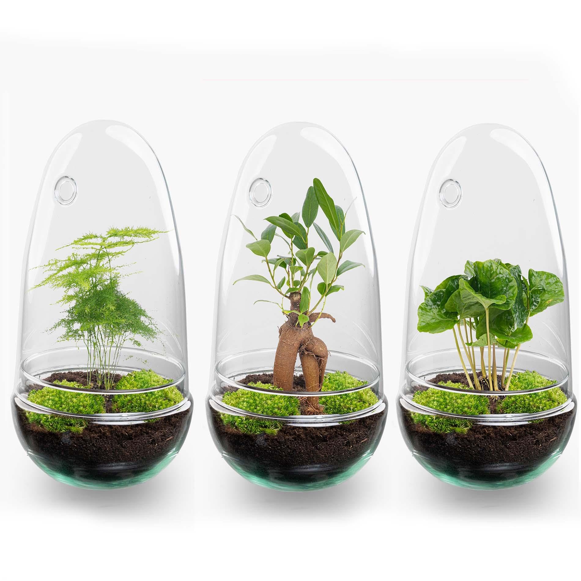 Terrario de Plantas DIY de Cristal, Decoración, Coffea Arabica, Ø 12 cm
