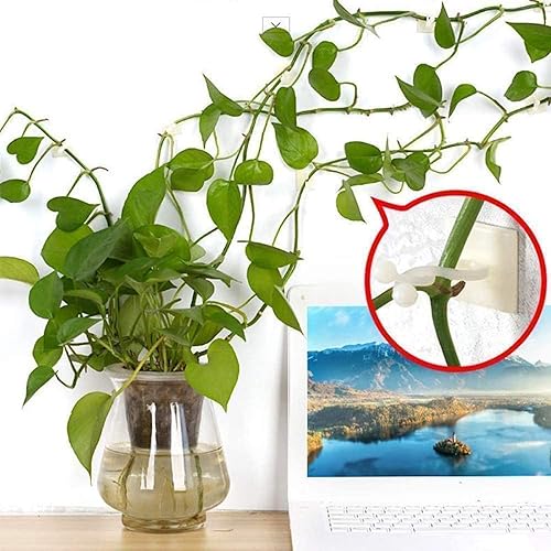 Miniatura 5 de Clips de pared para escalada de plantas, 100 ganchos autoadhesivos para fijadores de plantas, soporte de plantas de jardín y verduras, clip de