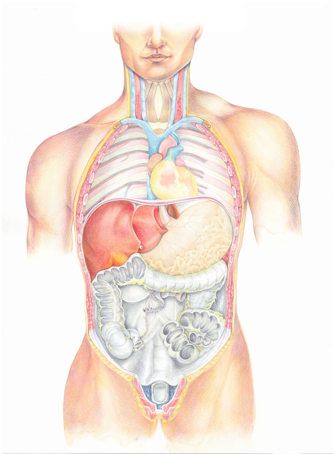 Atlas of the Human Body