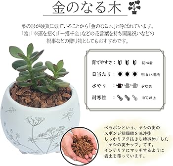 Amazon | 花のギフト社 お金のなる木 金のなる木 花月 多肉植物 観葉