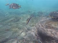 Review Image by Ms. V Ms. V