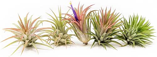 Air Plants Ionantha Mexican - Colors and Shape Varies Due