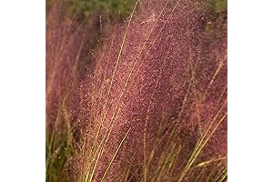 Pink Muhly Grass (2.5 Quart): A cotton candy paradise in your garden!