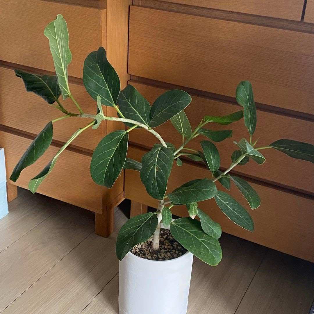 Amazon｜観葉植物フィカスベンガレンシス 実生苗 抜き苗｜観葉植物
