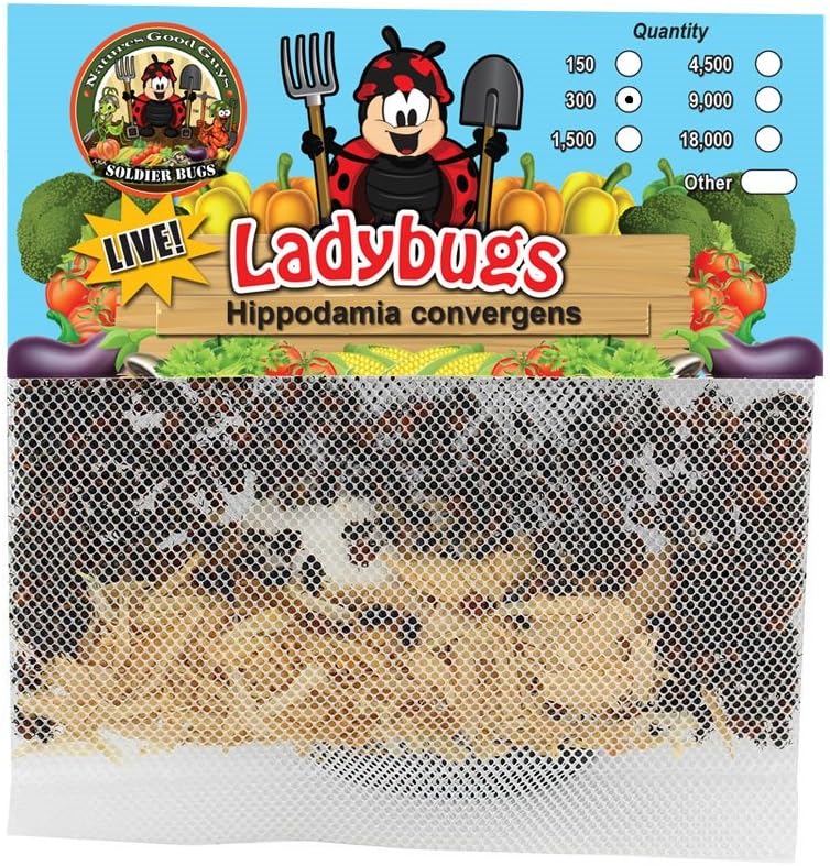 300 Live Ladybugs - Good Bugs - Ladybugs - Guaranteed Live Delivery!