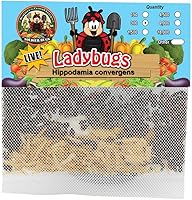 Vista 1 de 300 de Ladybugs vivos. Buenos bichos. Mariquitas
