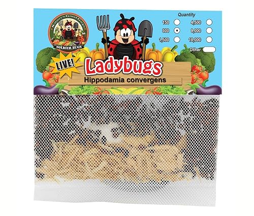 300 Live Ladybugs - Good Bugs - Ladybugs - Guaranteed