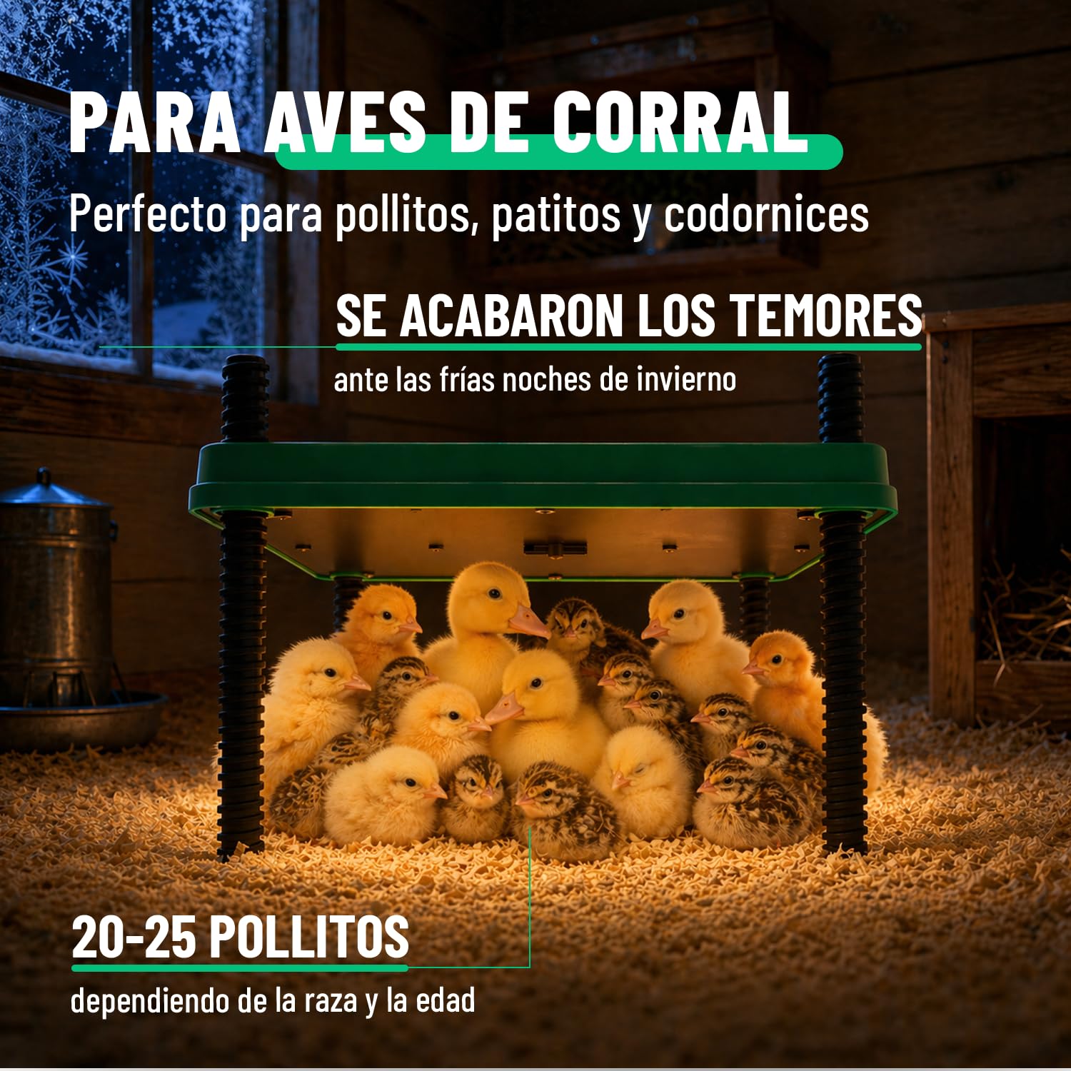 greate Criadora de Pollitos 80 W regulable 10-70 °C con pantalla LED - Calentador para Pajaros altura regulable 30 x 30 cm