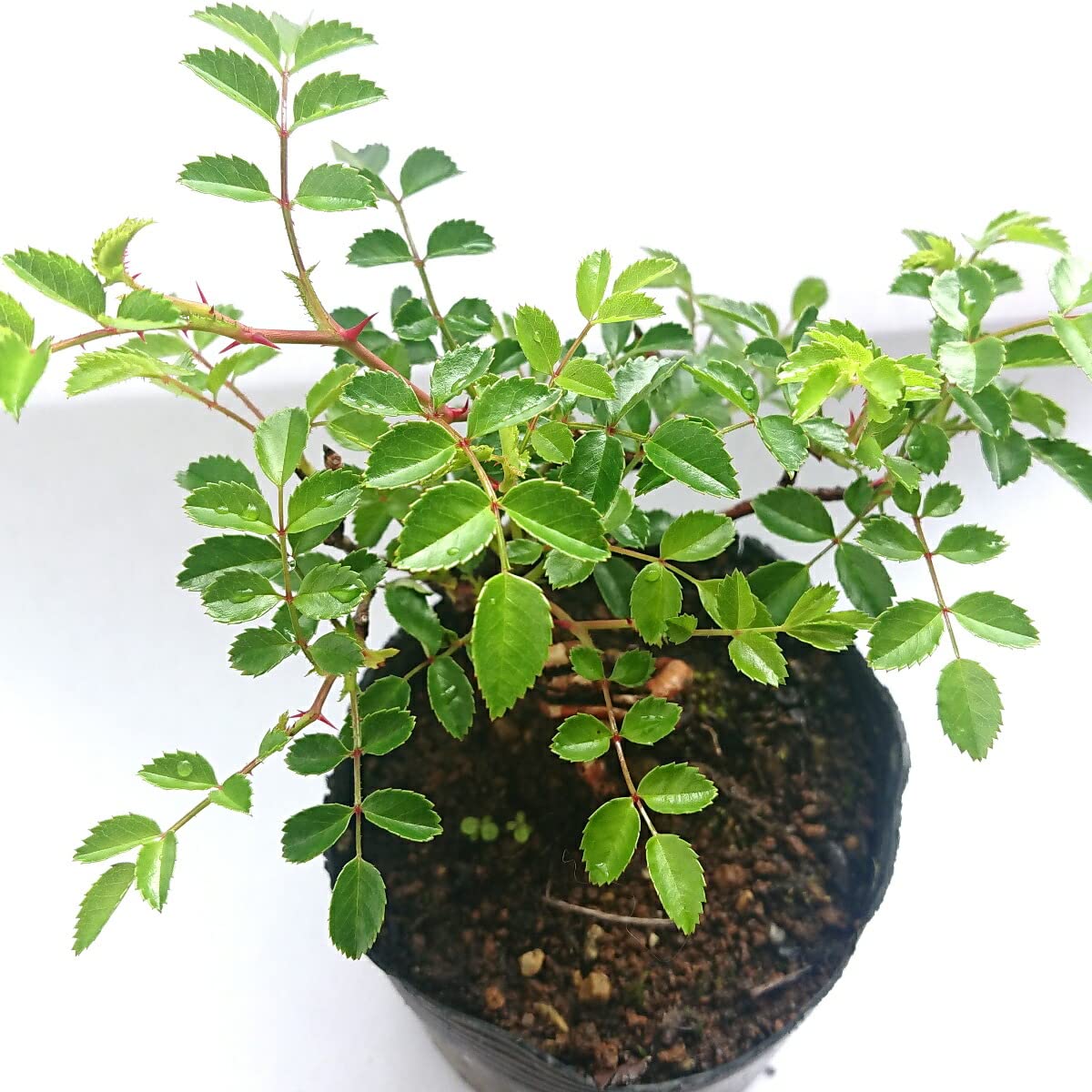 Amazon.co.jp: 盆栽 野薔薇（コマチノバラ）小町野ばら バラ盆栽用苗木 