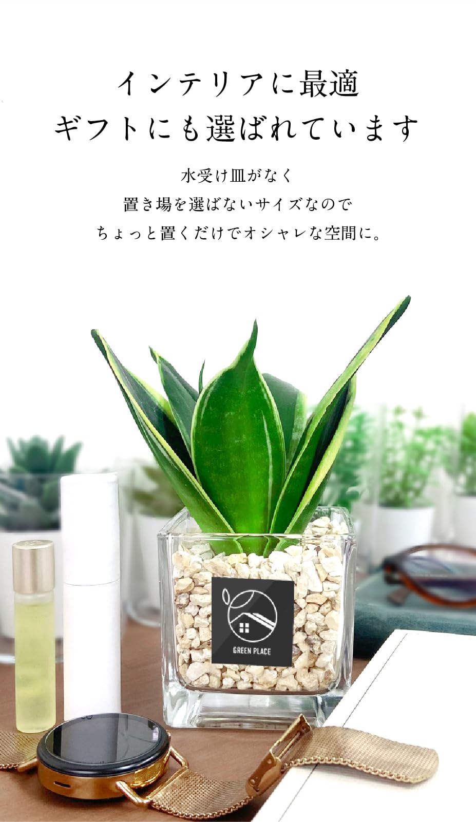 Amazon｜GREEN PLACE 観葉植物 本物 ミニ 2点セット ギフト 【鉢 