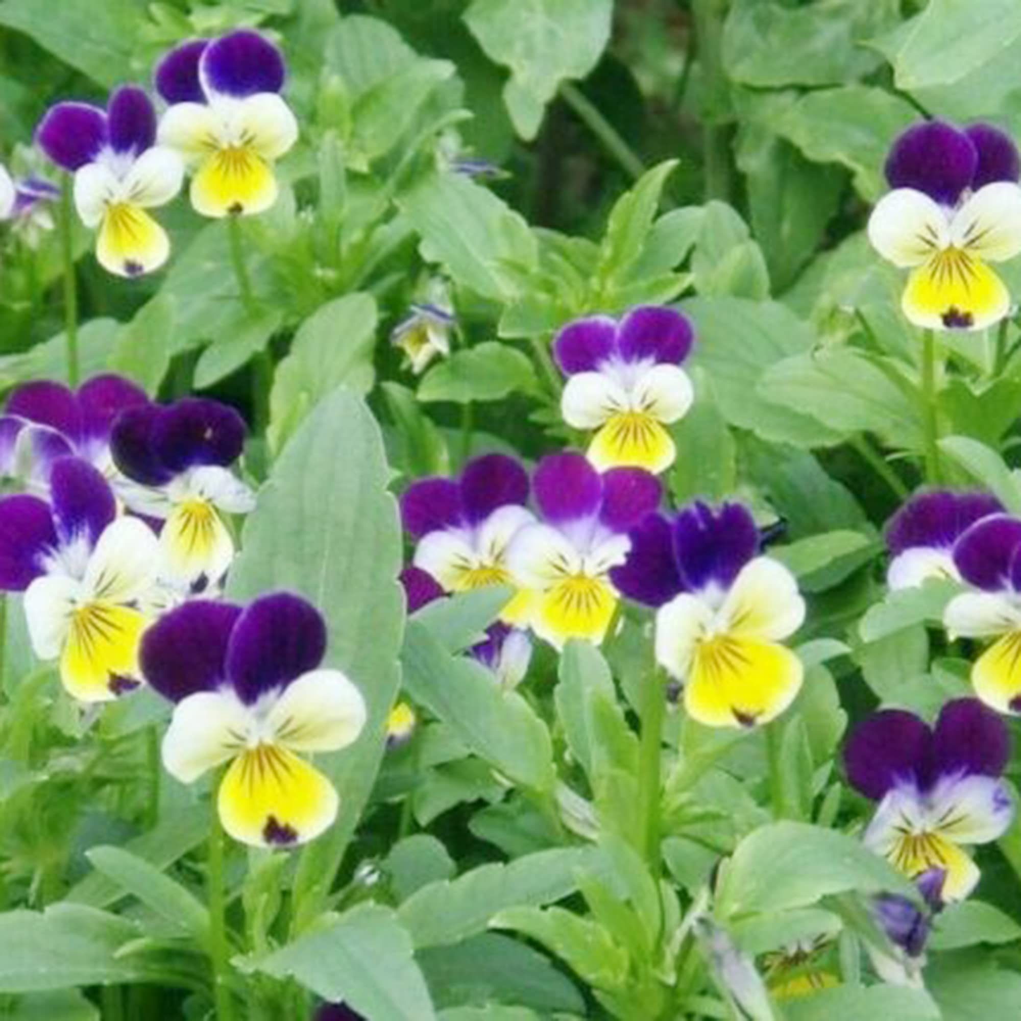 Amazon.com : QAUZUY GARDEN 50 Rare Pansy Violet Viola Wittrockiana