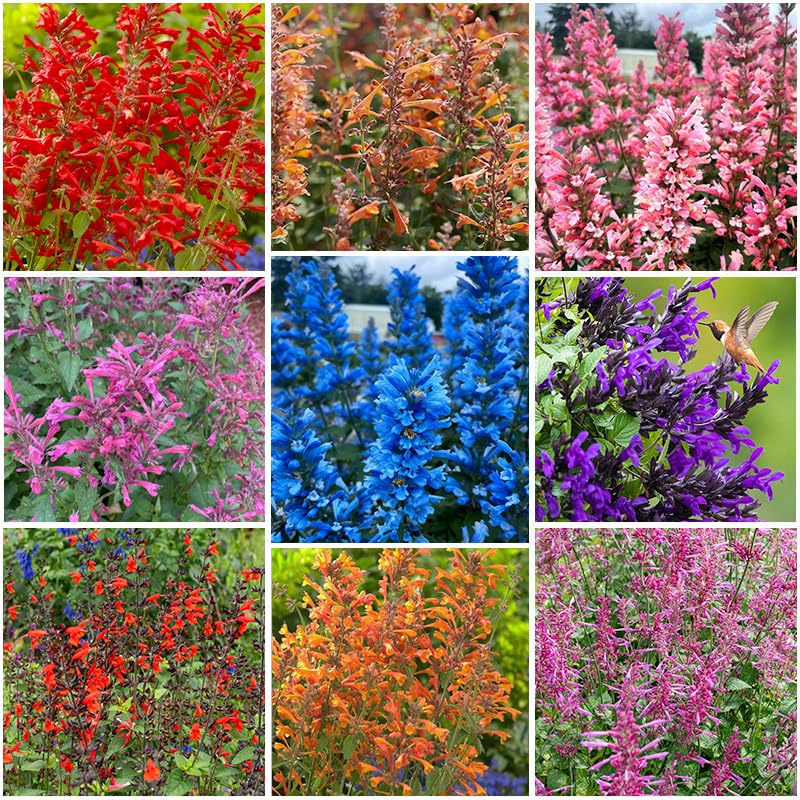 45Pcs Perennial Mix Hummingbird Mint Seeds for Planting- Attracts Hummingbirds and Butterflies