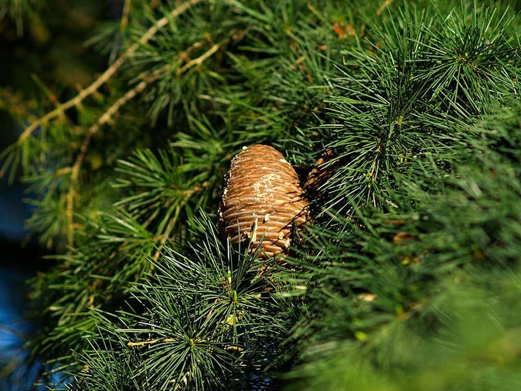 See full amazon price history chart for OhhSome Devadaru (Cedrus Deodara) Bazar Cedar Live Plant/Himalayan Dwarf Shrub Evergreen Ornamental Tree Bonsai Cedrela Indoor Outdoor With Ayurvedic Properties (Healthy Live Plant) OhhSome Devadaru (Cedrus Deodara) Bazar Cedar Live Plant/Himalayan Dwarf Shrub Evergreen Ornamental Tree Bonsai Cedrela Indoor Outdoor With Ayurvedic Properties (Healthy Live Plant) (B09SDC8SHS) Amazon Price History, Amazon Price Tracker