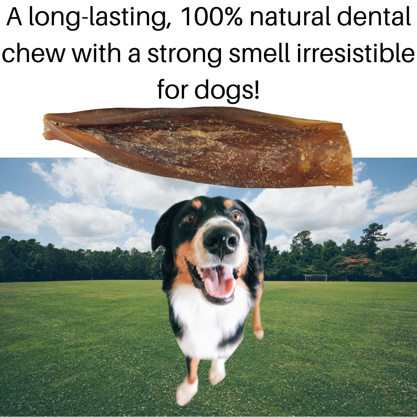 10 Premium Camel Skin Strips for Dogs by Britten and James (350g approx). Natural, Grain Free, Long Lasting Dental Chew and Treat - Image 3