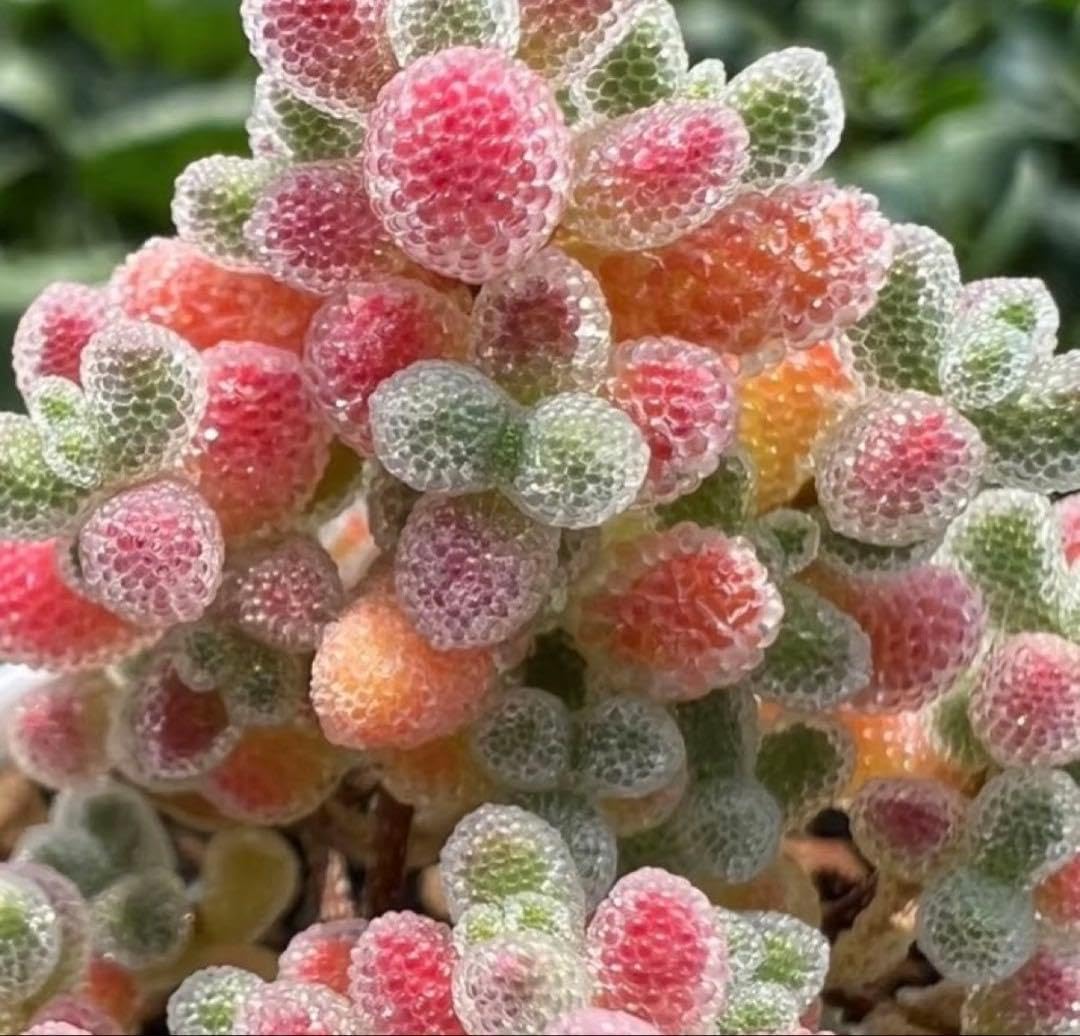 Amazon.co.jp: ドロサンテマム アイスクリスタル メセン 多肉植物 1苗
