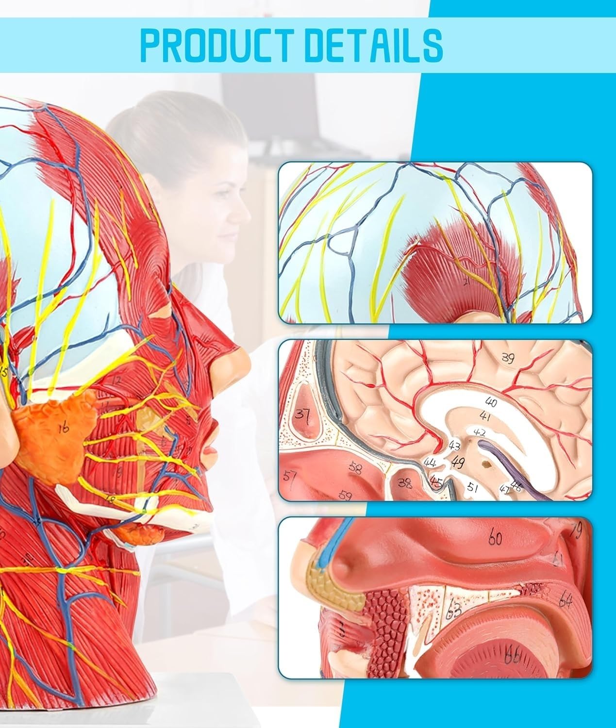 Naturalnej wielkości anatomia twarzy Medyczny model badania przekroju | Model nerwowo-naczyniowy ludzkiej połowy głowy powierzchownej mięśni do nauczania badań anatomii i fizjologii