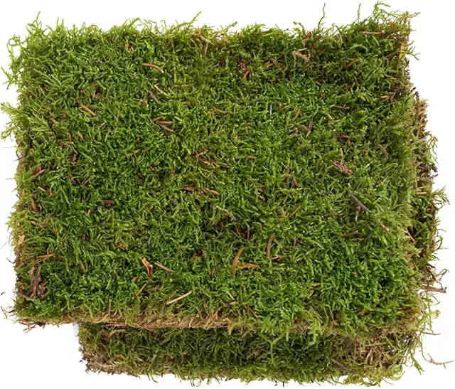 Musgo Plano Natural Vivo para Terrarios - 20x15cm - Ecosistema Plantas y Reptiles