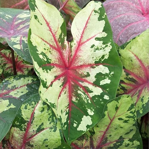 Caladium Flatter Me (3 bombillas) - Planta de interior fácil de cultivar para interiores y exteriores, bulbo de flor perenne listo para plantar