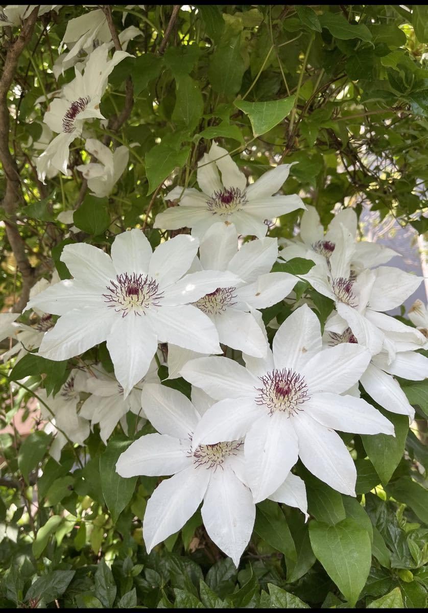 Amazon.co.jp: 山野草 種 クレマチスの仲間 白花 採れたて20粒