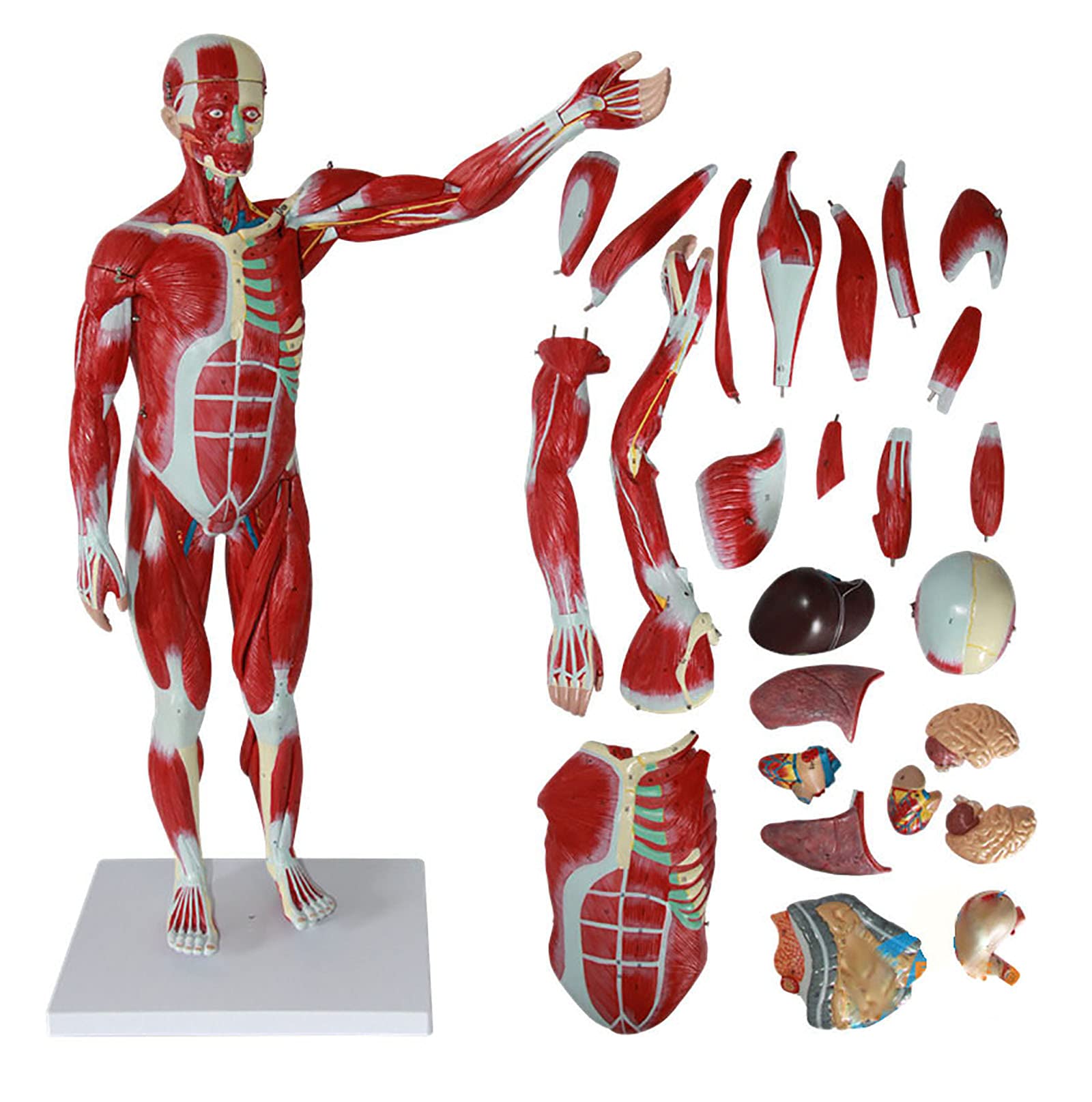 jjff 4D Human Anatomy Human Muscular Figure Model, Human Muscle and Organ Model, Half Life-Size Muscular Figure With Removable Organs and Muscle.