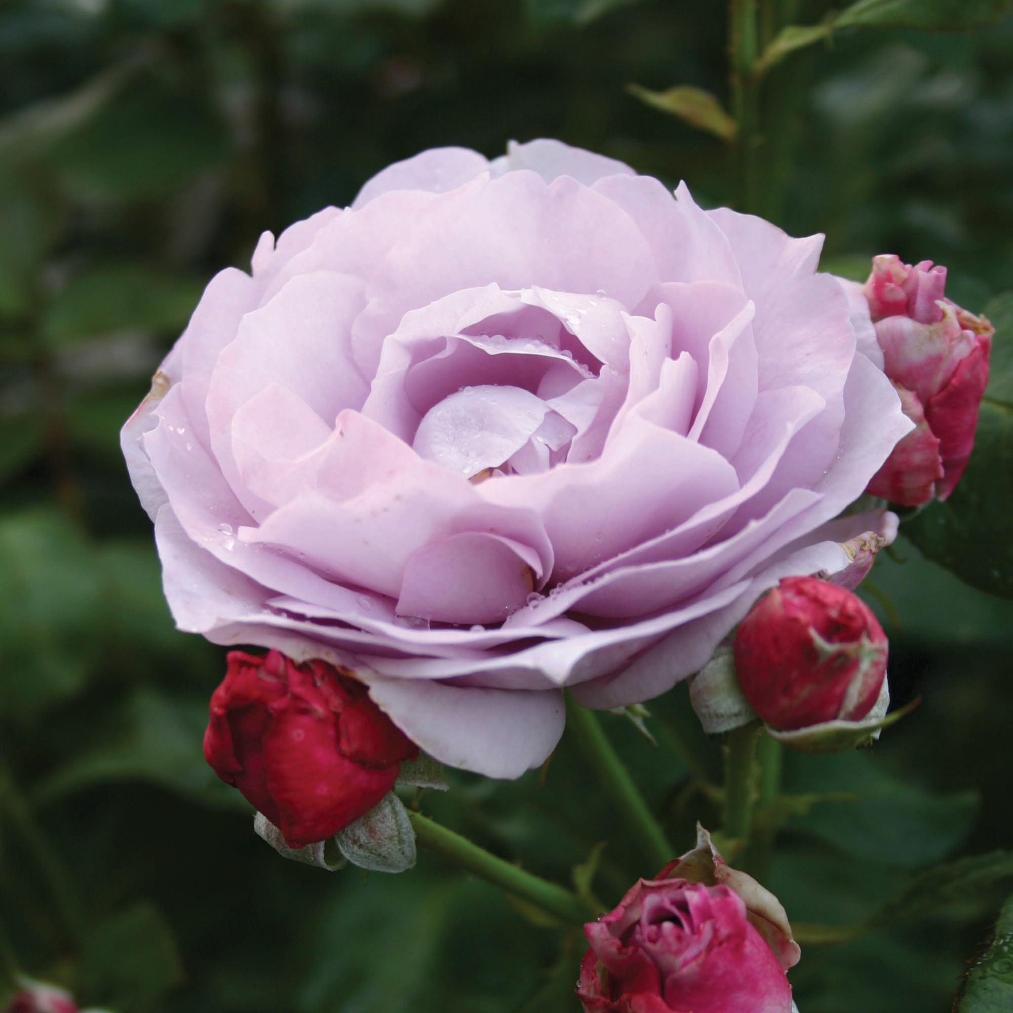 Amazon.com : Poseidon Rose Plant Bush - Reblooming Purple Fragrant