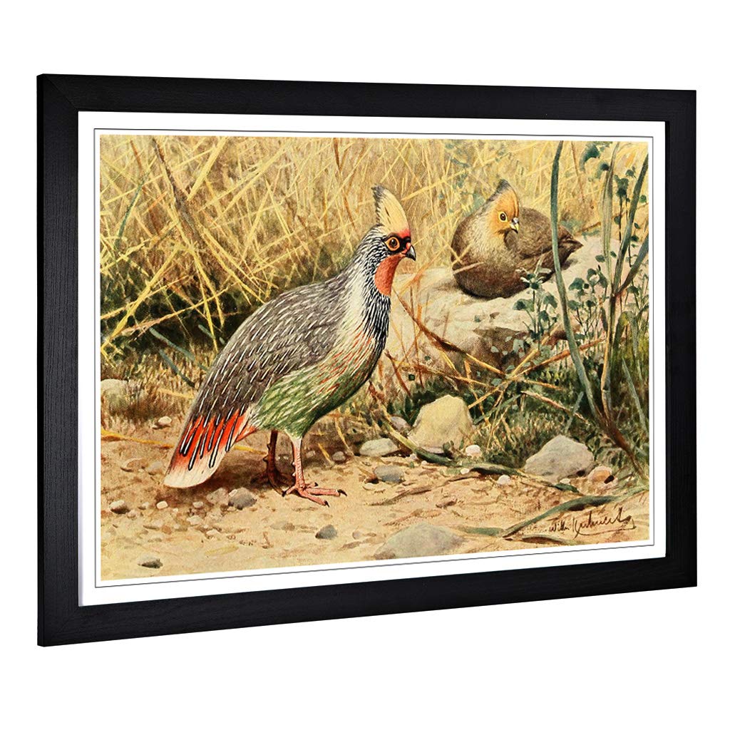 Big Box Art Framed Print of Vintage W Kuhnert Blood Pheasant Design | Wall Art Picture | Home Decor for Kitchen, Living Room, Bedroom, Hallway, Black, A2 / 24.5x18 Inch / 62x45cm